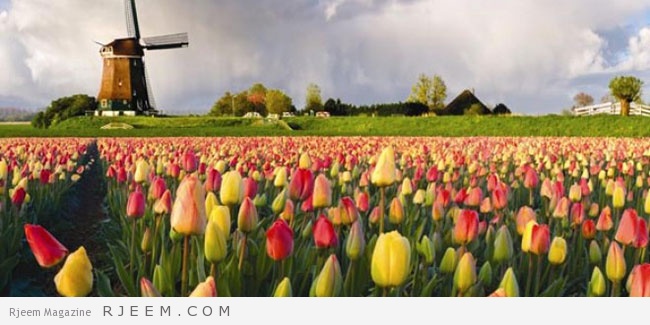 طواحين الهواء الريفية والزهور في هولندا