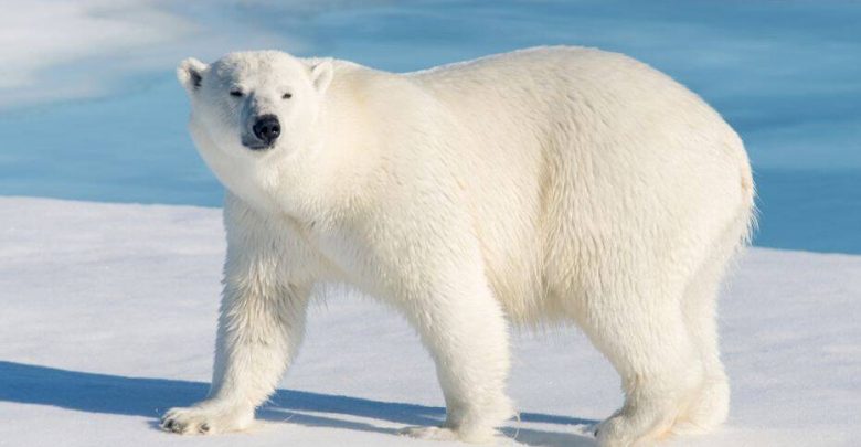 صورة الدب القطبي Polar bear