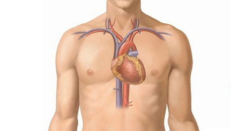 ما هو القلب ومكان القلب فى جسم الانسان وكيف يعمل القلب ووظيفة القلب مجلة رجيم