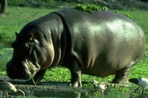 فرس النهر Hippopotamus صور و معلومات عن فرس النهر مجلة رجيم