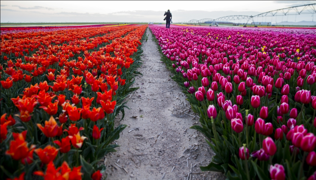 تحقق من حقول الزهور الجميلة في قونية ، تركيا
