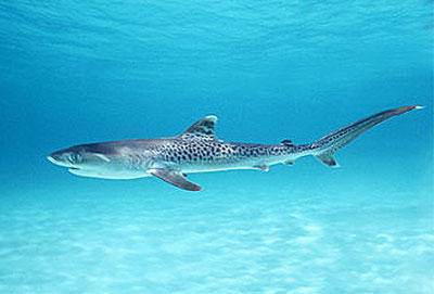 صورة سمكة القرش النمر