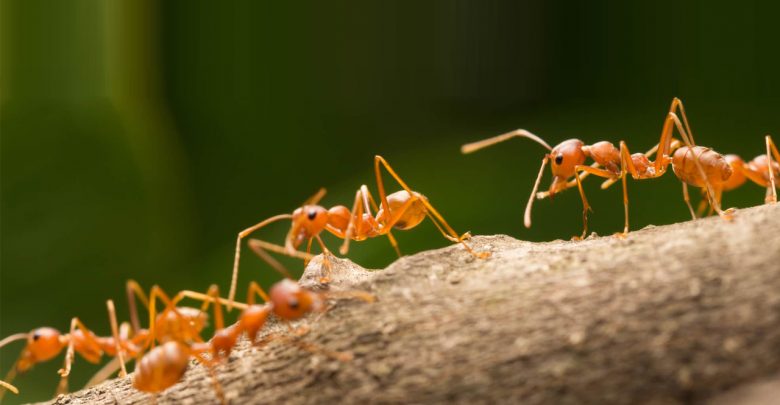 طرق يتكاثر النمل ومعلومات هامة عنه