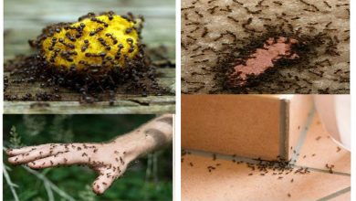 كيفية التخلص من النمل الأسود