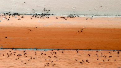 كيفية التخلص من النمل في منزلك