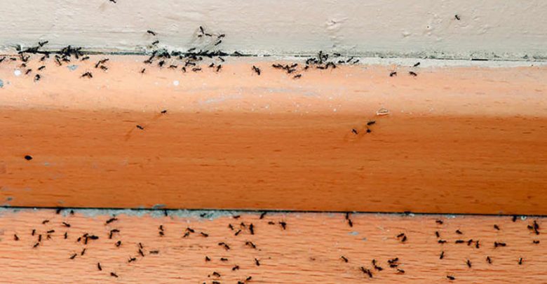 كيفية التخلص من النمل في منزلك