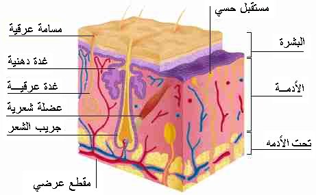 الأدمة هي طبقة من الخلايا توجد أسفل البشرة وهي أسمك من البشرة تحتوي على الأوعية الدموية والغدد العرقية وتراكيب أخرى. بيت العلم