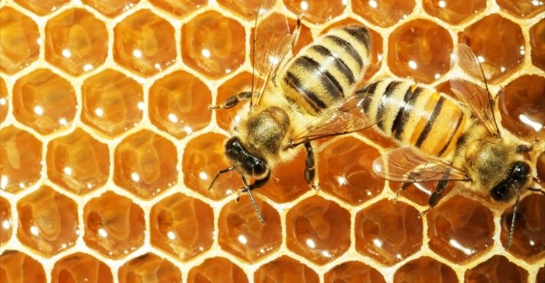 طرق الكشف عن العسل المغشوش