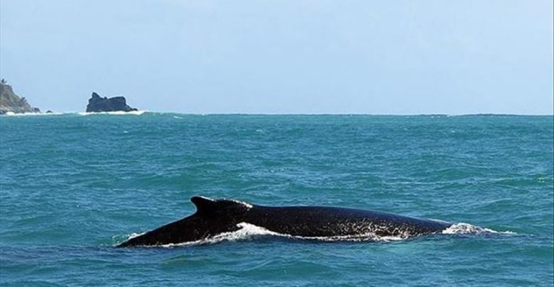 أشهر أنواع الحيتان بالصور