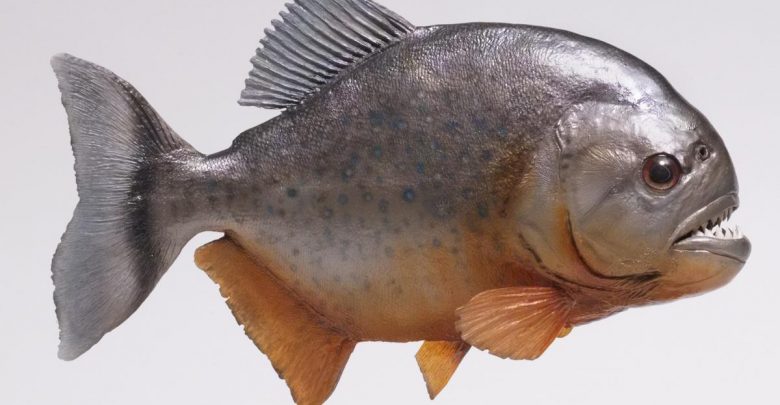 سمكة البيرانا المتوحشة