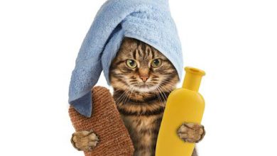 طريقة استحمام القطط Shower cats