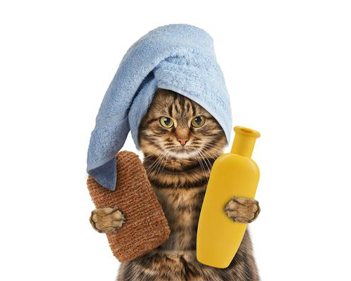 طريقة استحمام القطط Shower cats