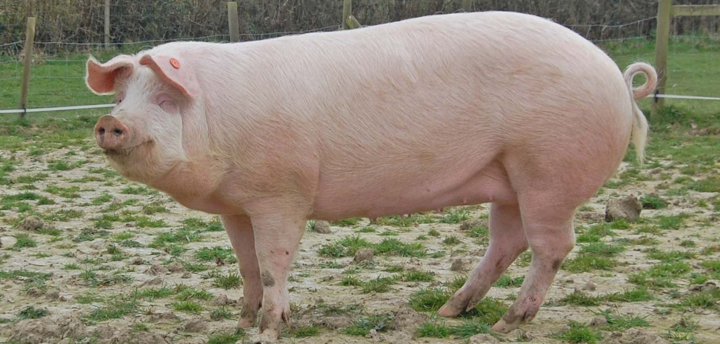 لماذا يحرم تناول لحم الخنزير استعلام المنصة