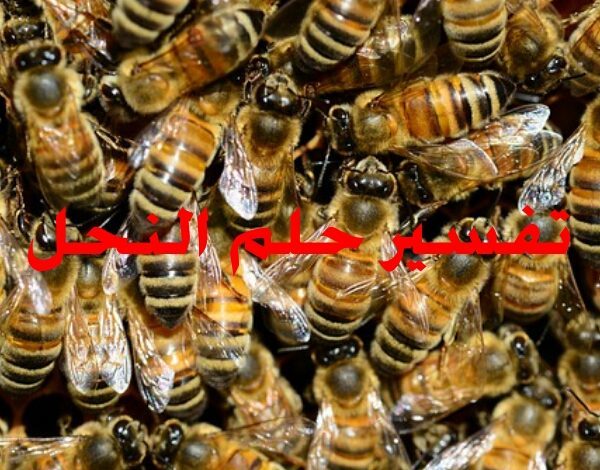 تفسير حلم النحل