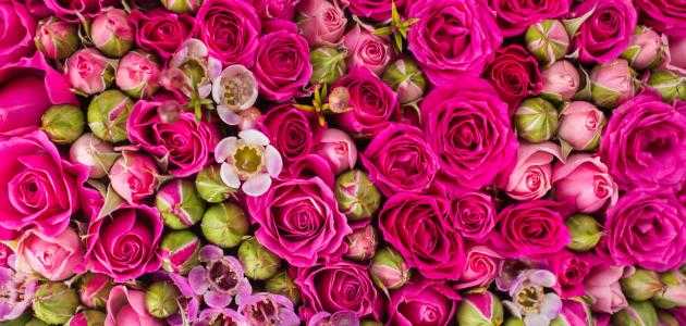 اجمل صور الورد جمال وروعة صور الورد