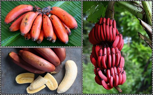 فوائد فاكهة الموز الأحمر