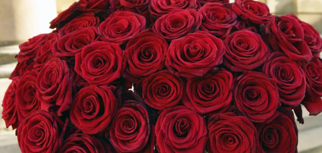 عبارات عن حب الورود مع أجمل الصور