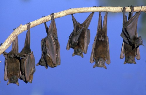 الفرق بين الوطواط و الخفاش - صورة الخفاش