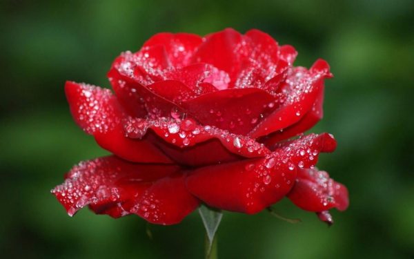 صورة وردة حمراء