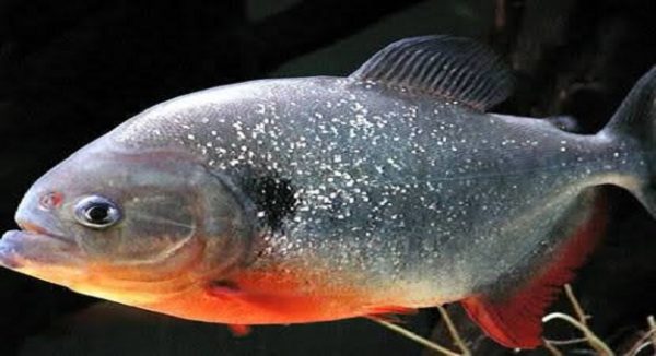 صور سمكة البيرانا