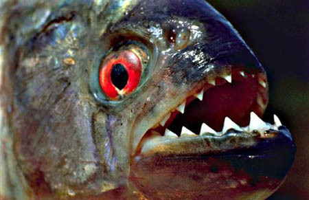 صورة سمكة البيرانا