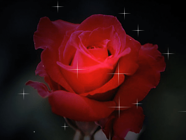 صورة وردة حمراء رومانسية متحركة