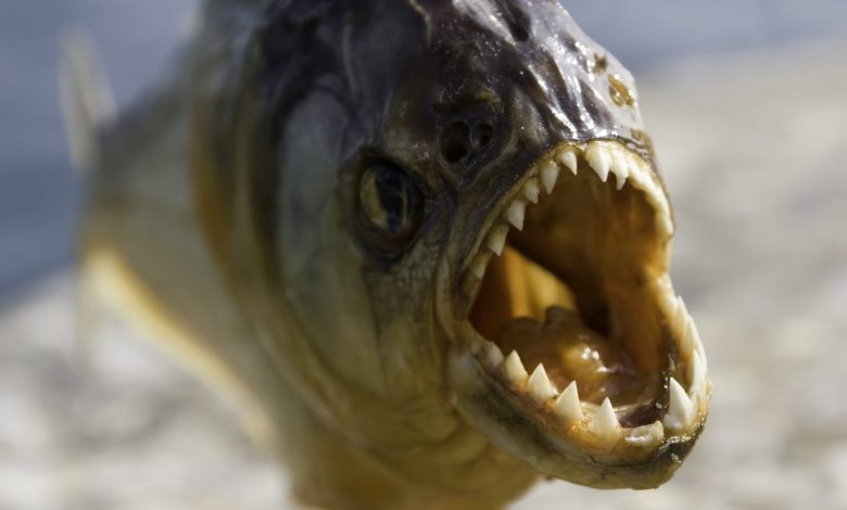 أخطر 10 أسماك في العالم