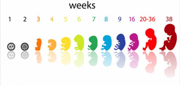  الشهر الرابع من الحمل