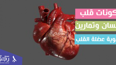 مكونات قلب الإنسان وأهم التمارين لتقوية عضلة القلب