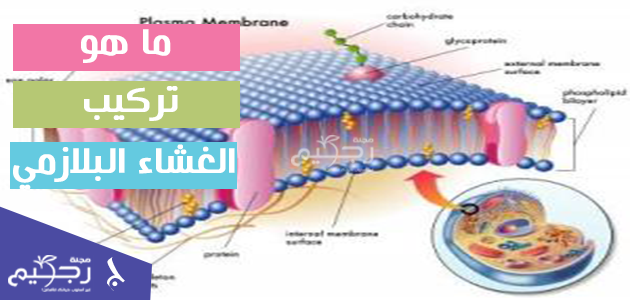 الخلية غشاء الكربوهيدرات في