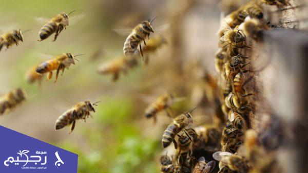 رؤية النحل في المنام