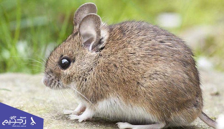 ماذا يعني حلم الفئران في المنام