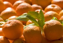 فوائد البرتقال المر