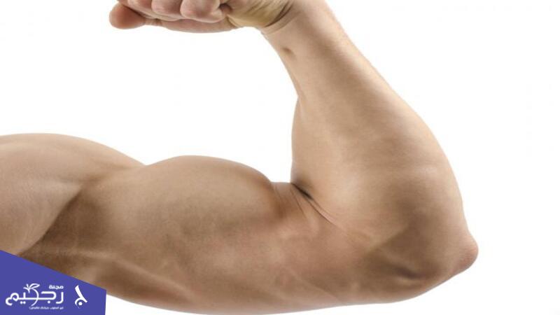 فوائد الكرياتين للعضلات